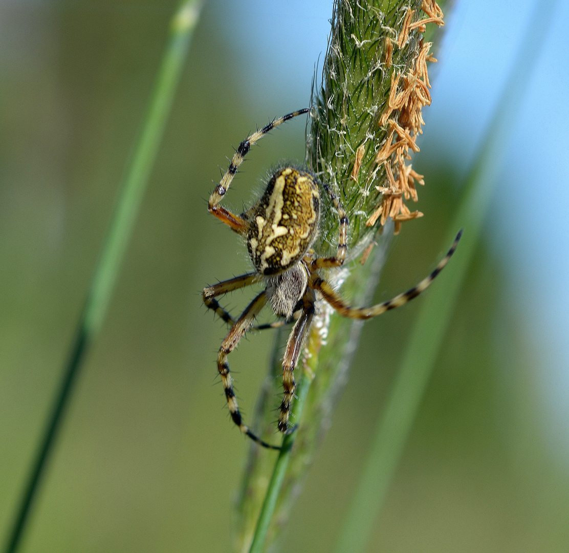 schöne spinne