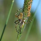 schöne spinne