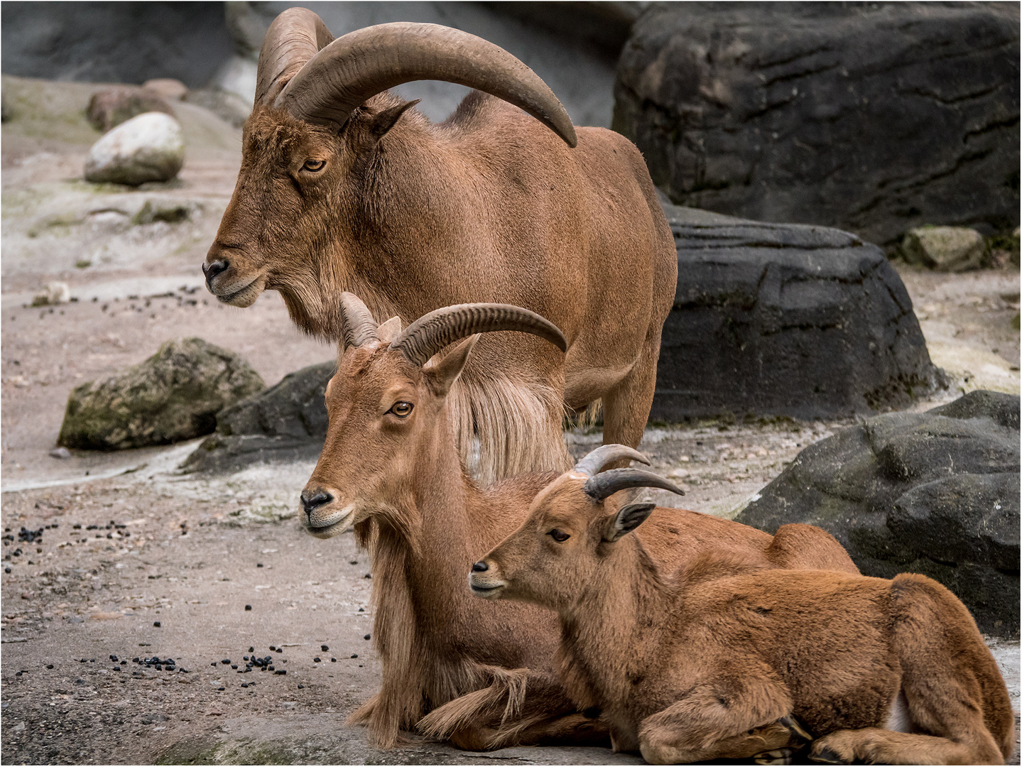 schöne Steinbock-Familie....