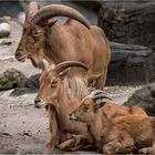 schöne Steinbock-Familie....