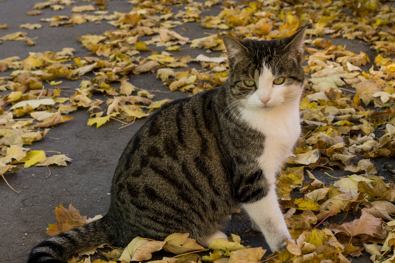 Schöne Straßenkatze