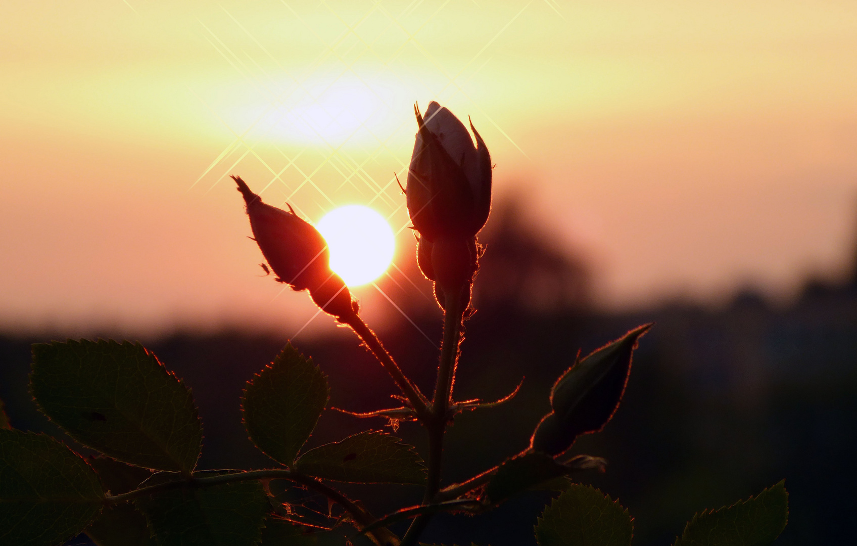 schöne tageszeit für eine der schönsten blume