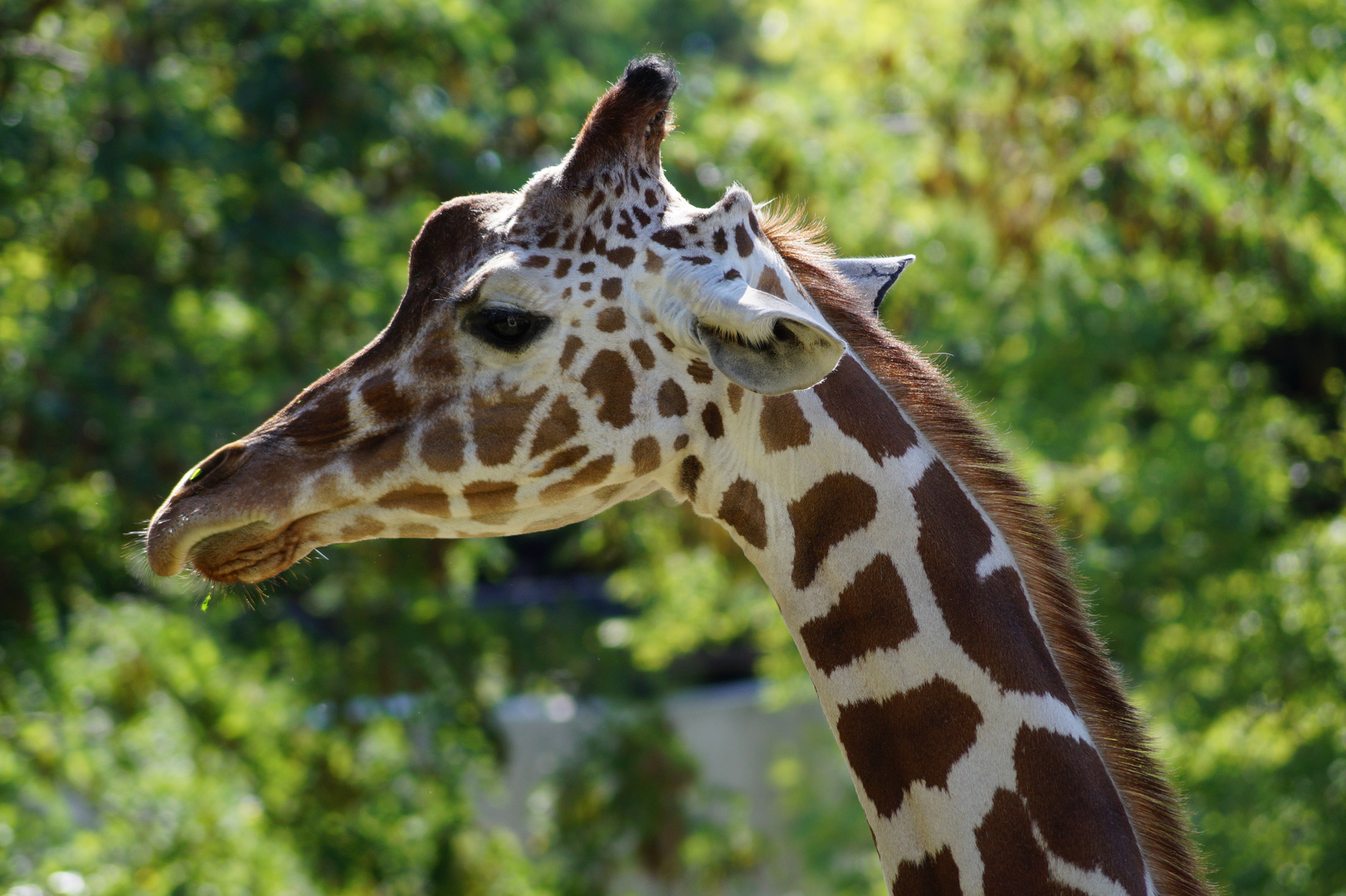 Schone Tiere Foto Bild Tiere Zoo Wildpark Falknerei Zoolandschaften Bilder Auf Fotocommunity