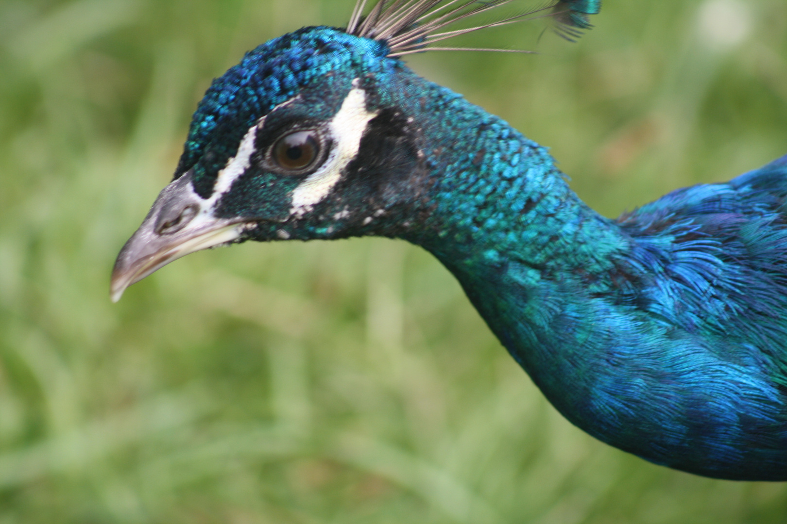 Schone Tiere Foto Bild Tiere Zoo Wildpark Falknerei Vogel Bilder Auf Fotocommunity