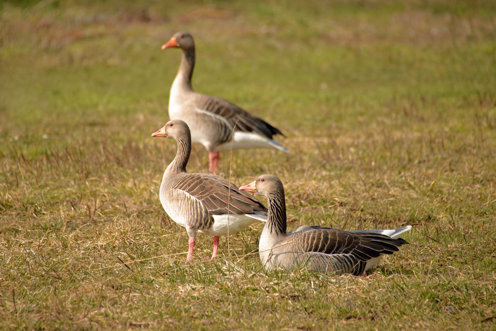 Schöne Trio.