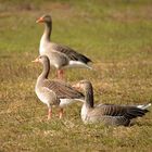 Schöne Trio.