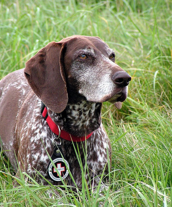 Schone Trissa Foto Bild Tiere Haustiere Hunde Bilder Auf Fotocommunity