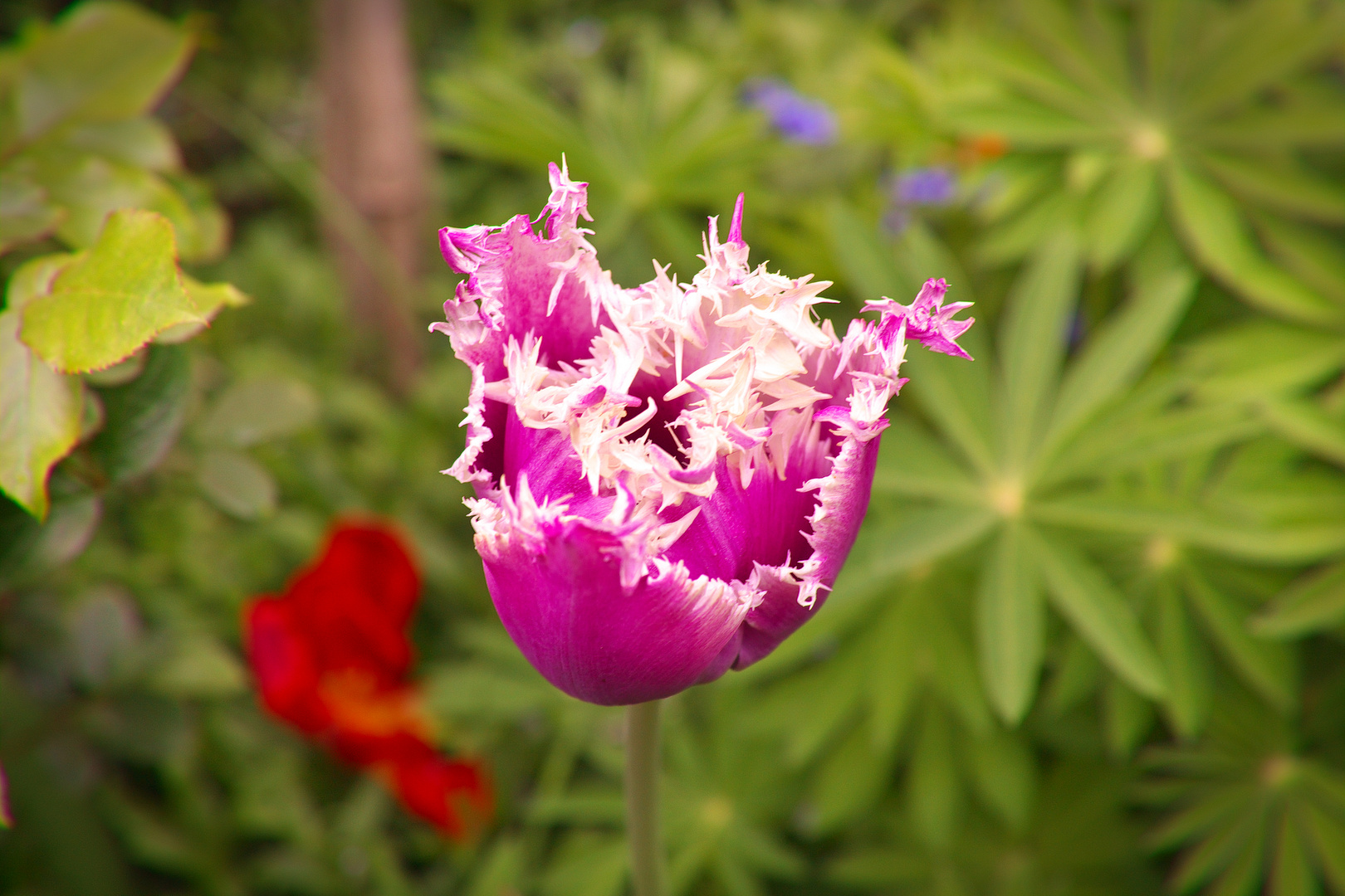 Schöne Tulpe...