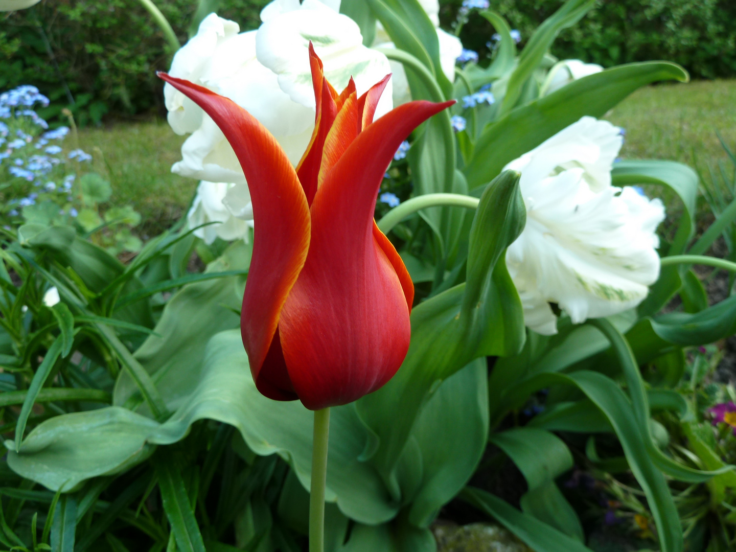 Schöne Tulpe