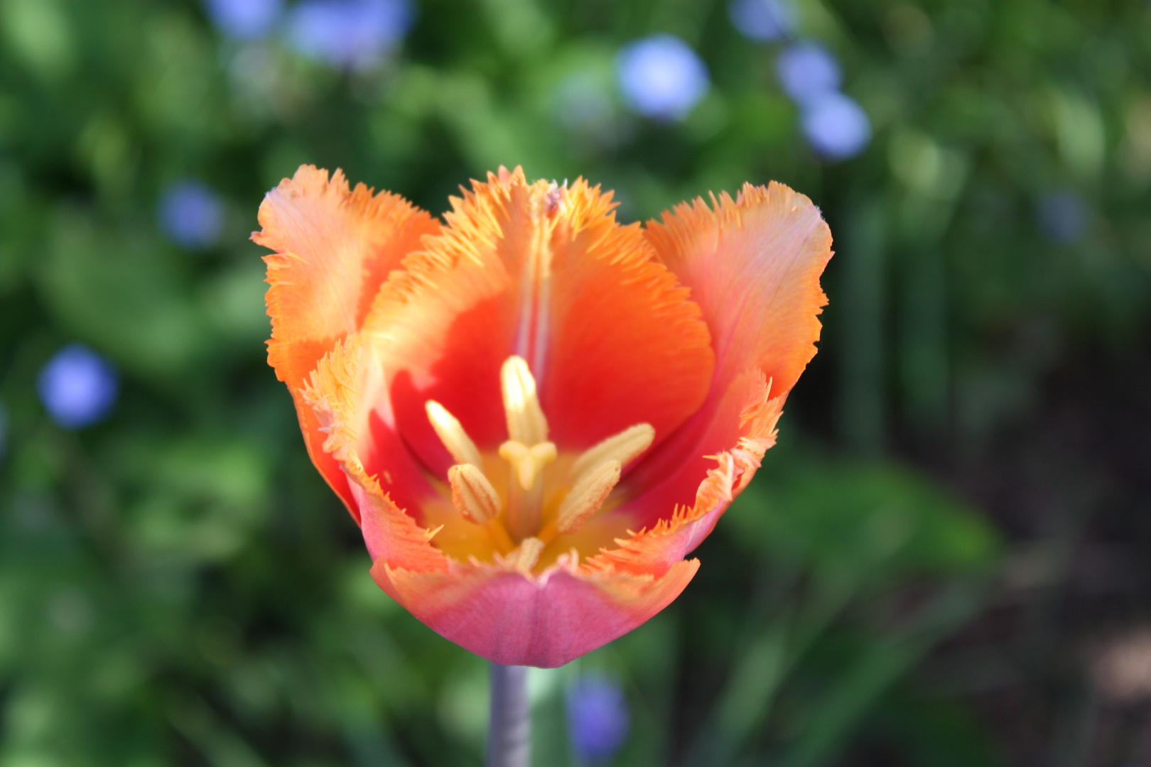 Schöne Tulpe