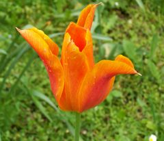 Schöne Tulpe