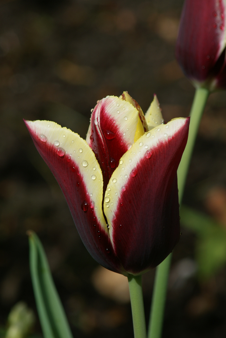 Schöne Tulpe nach einem Regenguss