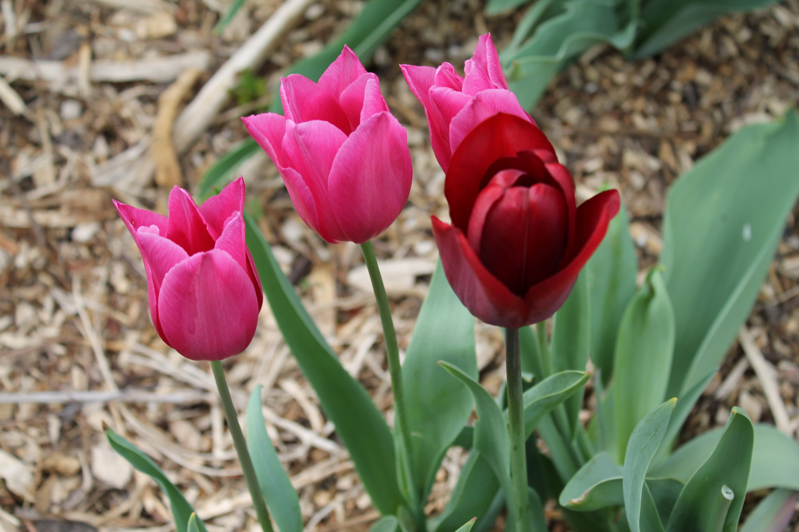 Schöne Tulpen