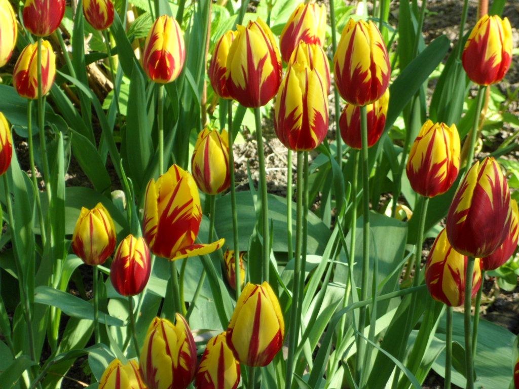 schöne Tulpen