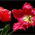Schöne Tulpen 