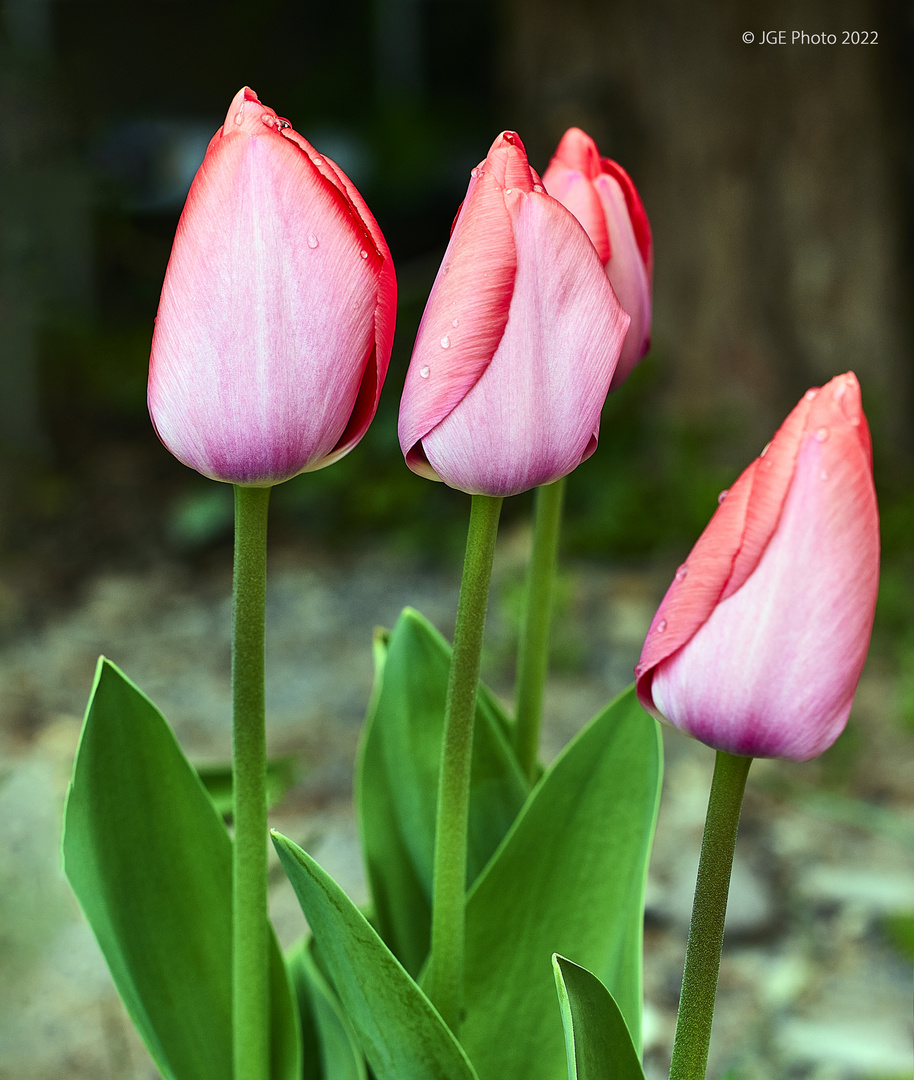 Schöne Tulpen im Garten