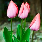 Schöne Tulpen im Garten