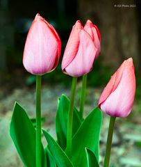 Schöne Tulpen im Garten