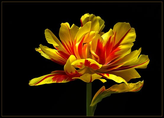  Schöne Tulpen und der Frühling gehören einfach zusammen - ( Stacking Bild ) 