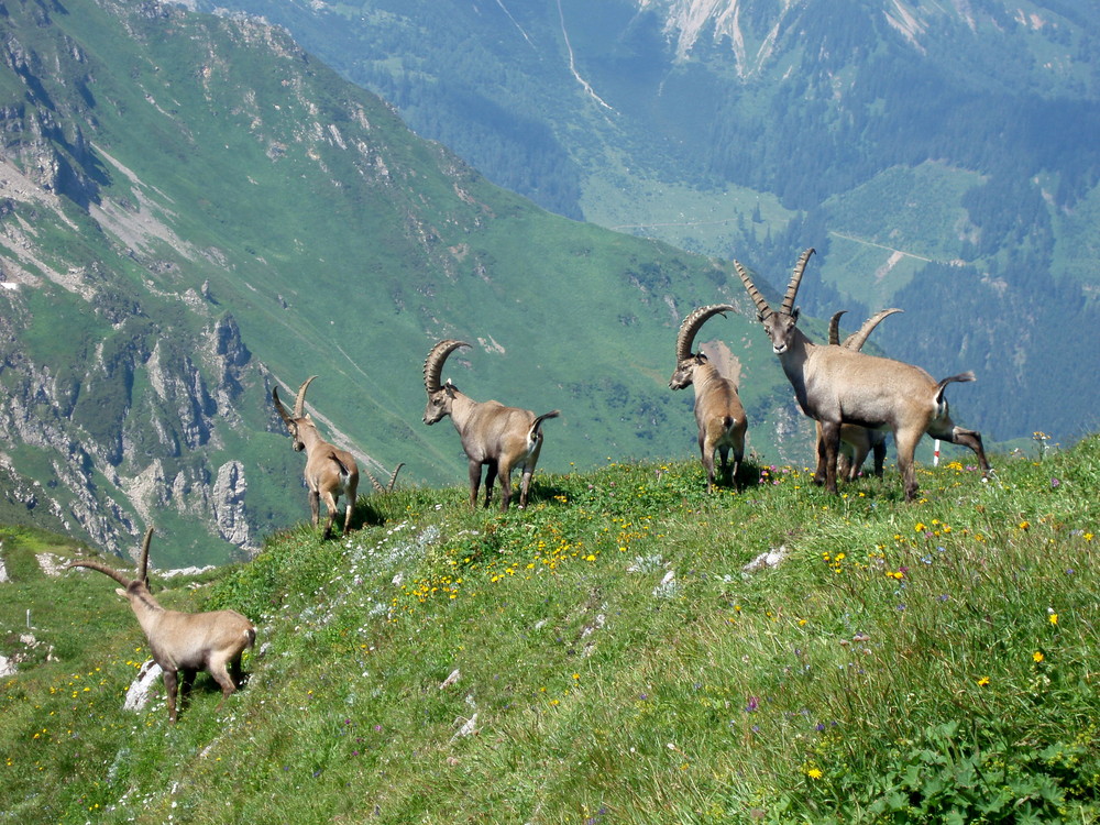 schöne Überraschung am Eisenerzer Reichenstein