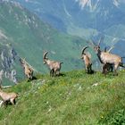 schöne Überraschung am Eisenerzer Reichenstein