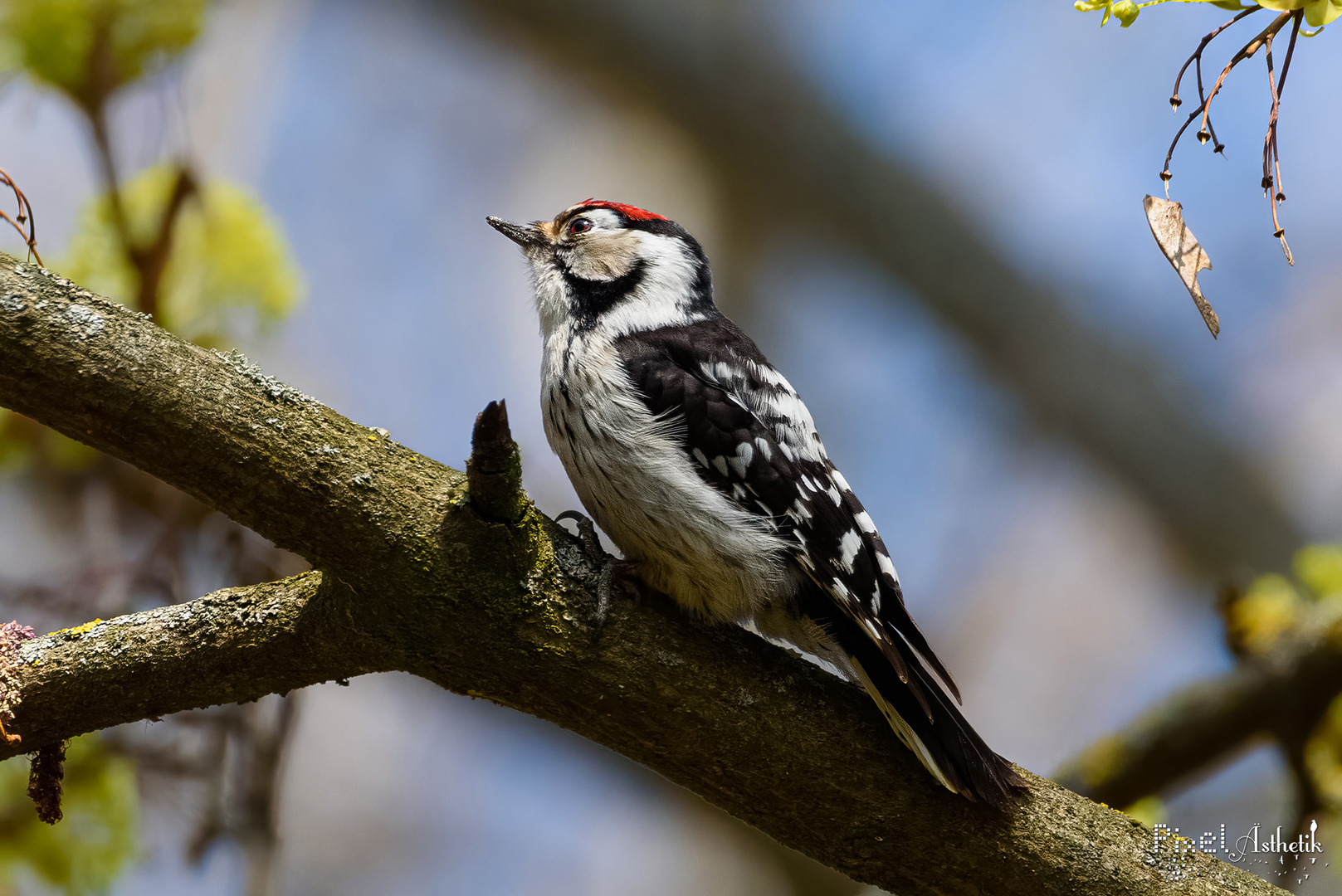 Schöne Überraschung: Kleinspecht