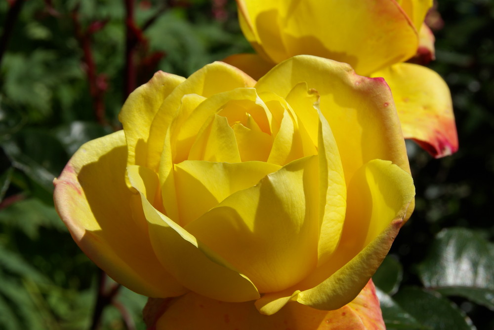 Schöne üppige wohlriechende Rose.