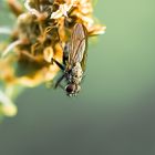 Schöne Unbekannte im Abendlicht