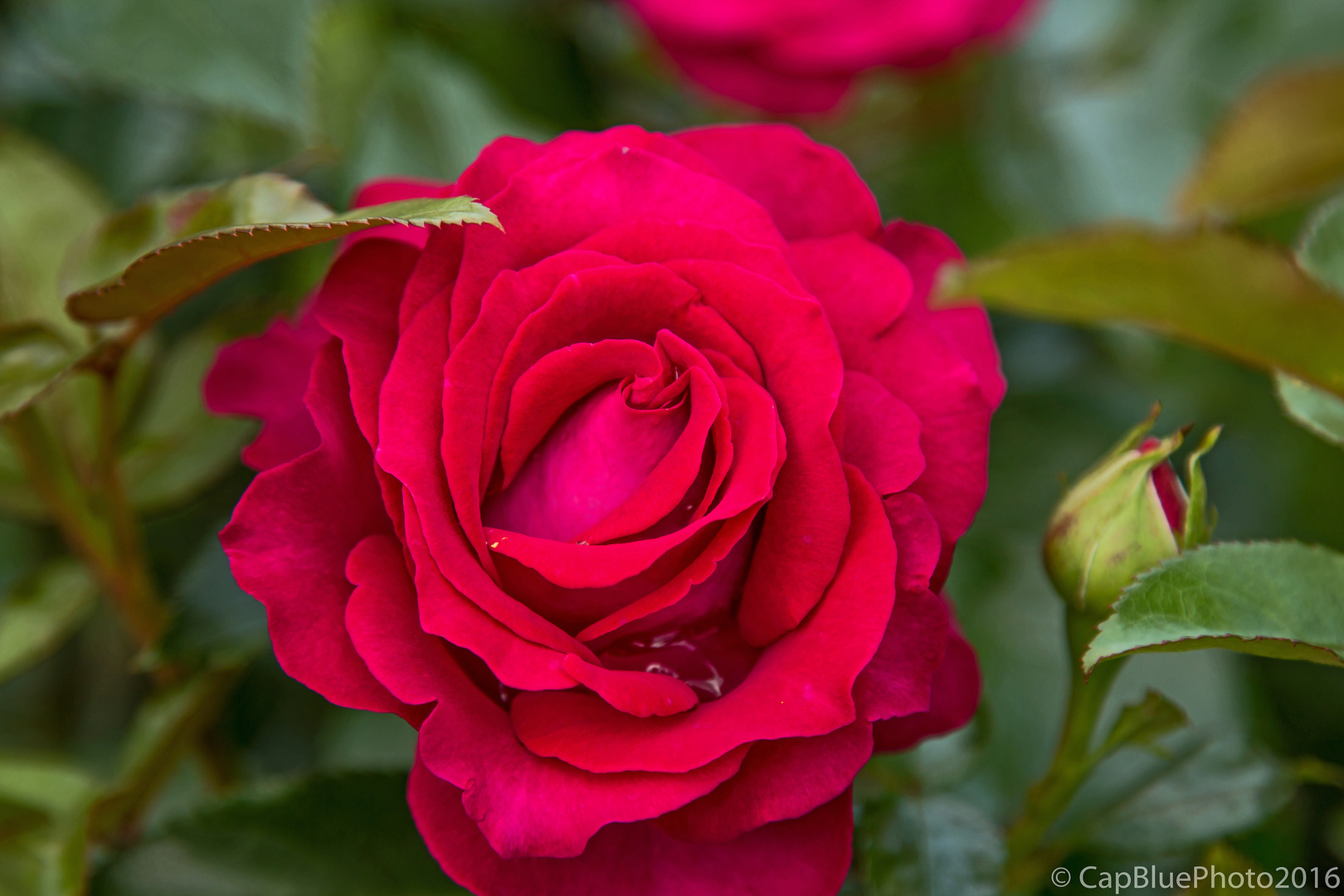 Schöne unbekannte rote Rose im Rosenneuheitengarten Beutig Baden-Baden