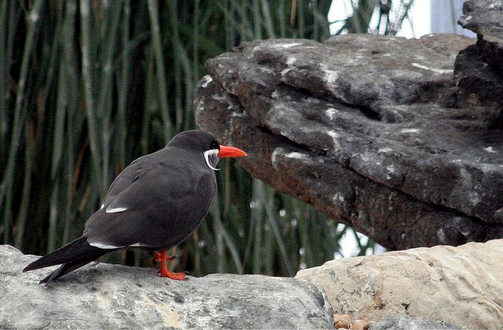 Schöne unbekennte Vogel