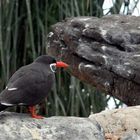 Schöne unbekennte Vogel