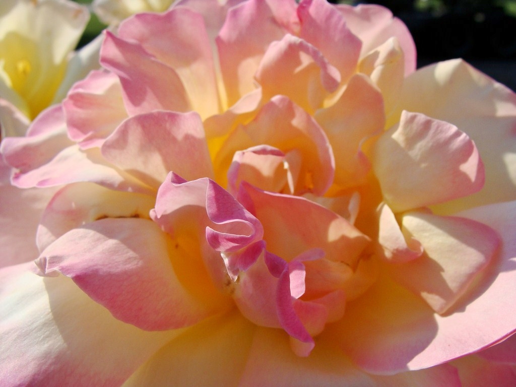 Schöne und duftende Rose