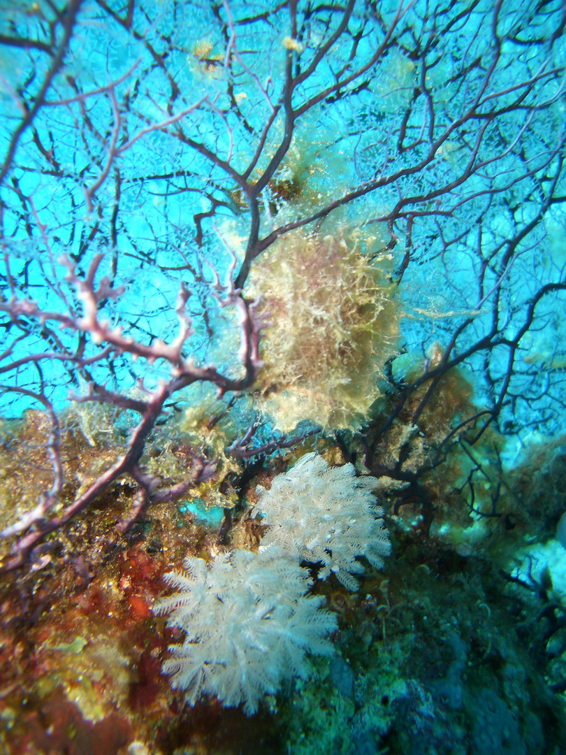 Schöne Unterwasserflora