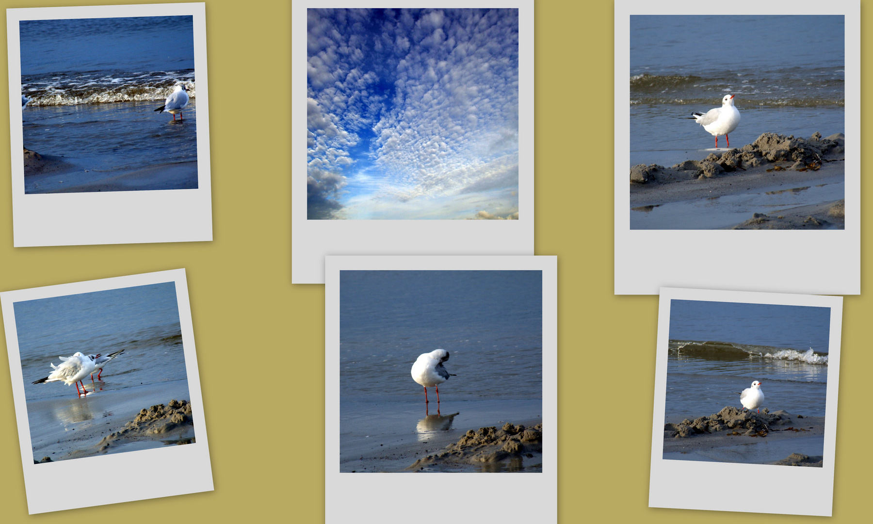 Schöne Urlaubsgrüße von der Insel Rügen