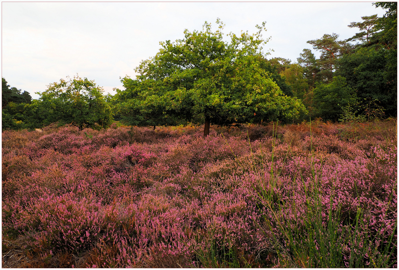 Schöne Wahner Heide 