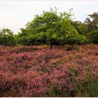 Schöne Wahner Heide 