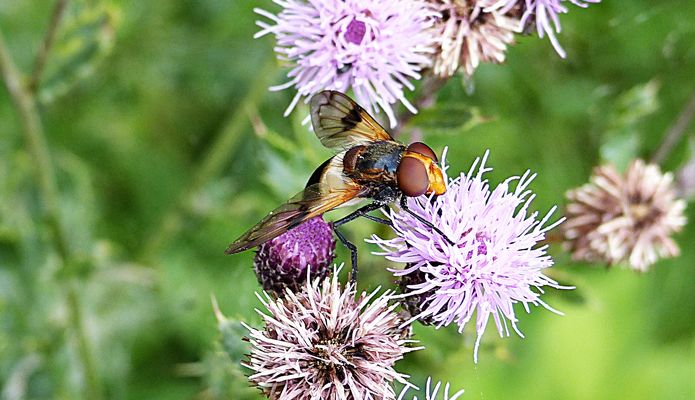 Schöne Waldschwebfliege