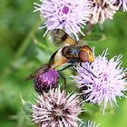 Schöne Waldschwebfliege