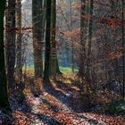 Schöne Waldspaziergang. Attnang Puchheim, Österreich