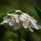 Schöne Wasserperlen nach dem Regen