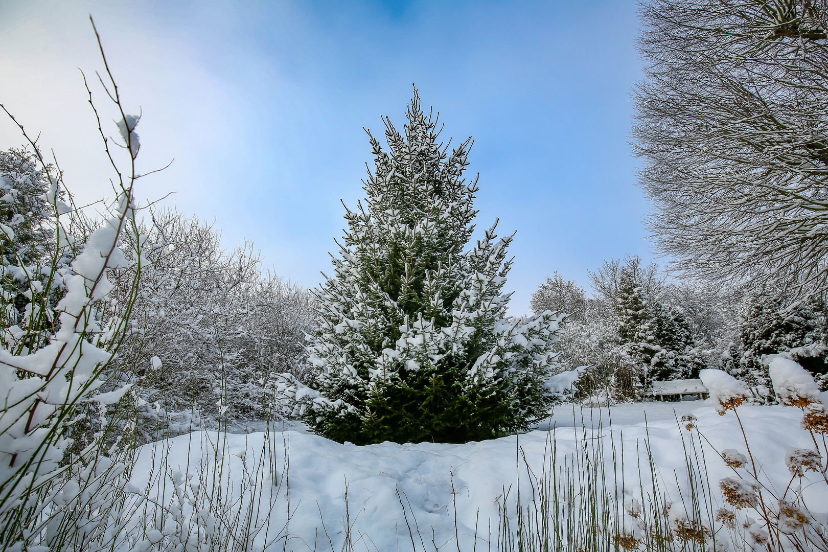 Schöne Weihnachten Foto &amp; Bild | pflanzen, pilze &amp; flechten, bäume