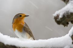 Schöne Weihnachten