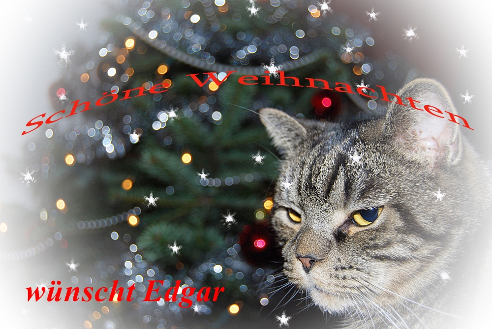 schöne Weihnachten wünscht Edgar der Kater