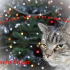 schöne Weihnachten wünscht Edgar der Kater