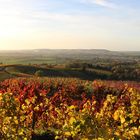 Schöne Weinberge um Heilbronn