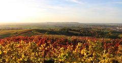 Schöne Weinberge um Heilbronn