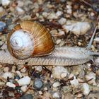 Schöne Weinbergschnecke im herbstlichen Wald