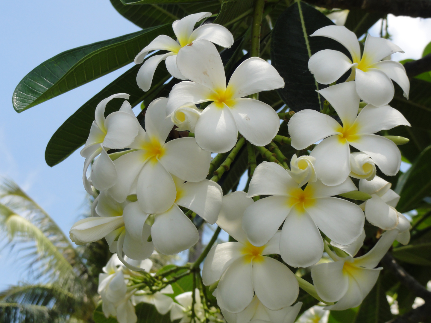 schöne weiße Blüten in der Hotelanlage in Koh Samui