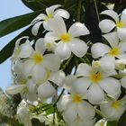 schöne weiße Blüten in der Hotelanlage in Koh Samui