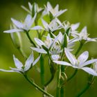 Schöne weiße Blume auf Hermannswerder